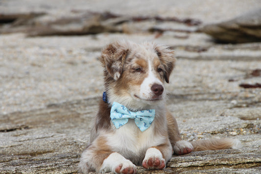 Pourquoi choisir un noeud papillon à son chien ?